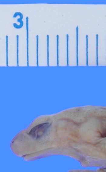 Media type: image; Herpetology A-22327